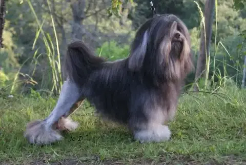 Fiche de la race Petit Chien Lion