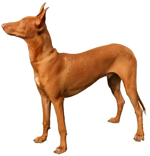 Fiche de la race Pharaon Hound
