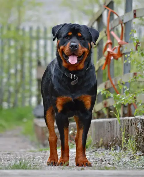 Fiche de la race Rottweiler
