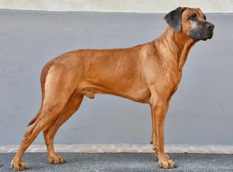 Fiche de la race Rhodesian Ridgeback