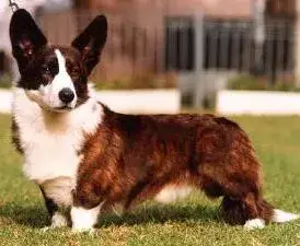 Photo de la race Welsh Corgi Cardigan