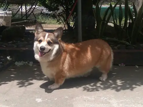 Fiche de la race Welsh Corgi Pembroke