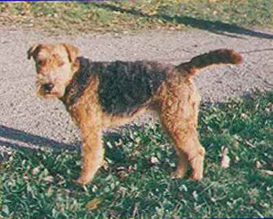 Photo de la race Welsh Terrier