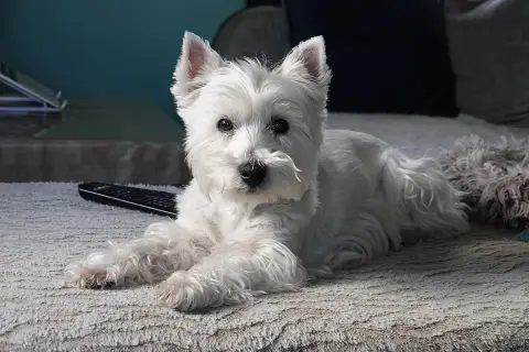 Photo de la race West Highland White Terrier