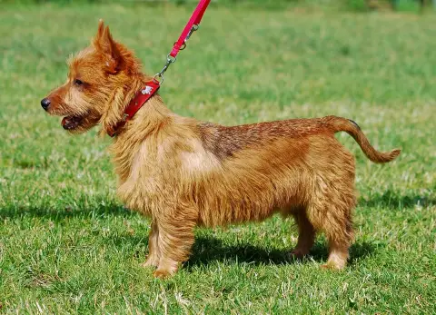 Fiche de la race Terrier Australien