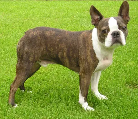 Terrier de Boston