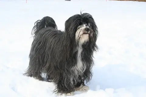 Fiche de la race Terrier du Tibet