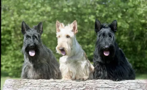 Terrier Ecossais