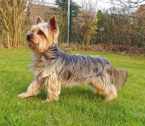Fiche de la race Yorkshire Terrier
