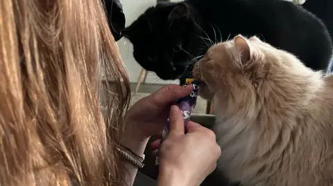 Pet sitter, garde d'animaux avec amour ! photo 2