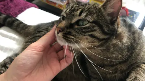 Pet sitter, garde d'animaux avec amour ! photo 5