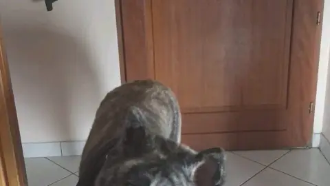 Garde de chiens