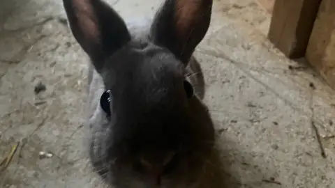 Garde animaux