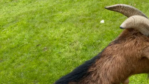 Garde animaux photo 5