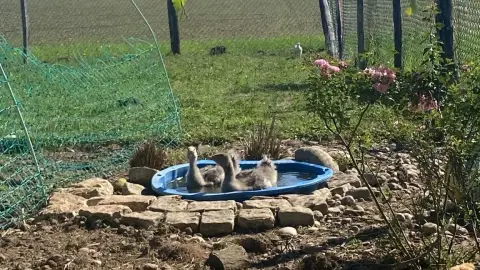 Garde animaux photo 4