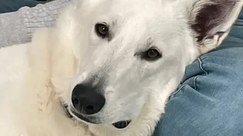 Garde d'animaux photo 2