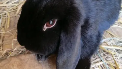 Garde d'animaux photo 5