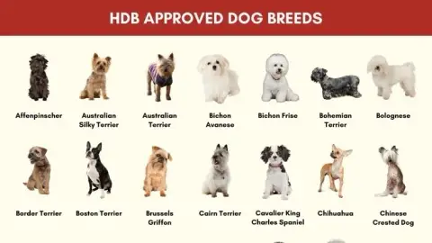 Adopte un chien