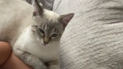 Pet sister