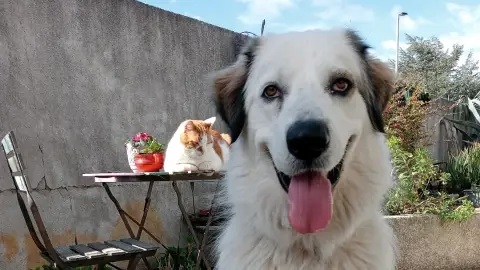 Promenade de chiens/visite d'animaux a domicile