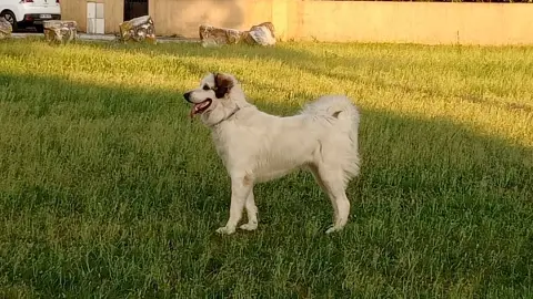 Promenade de chiens/visite d'animaux a domicile photo 2