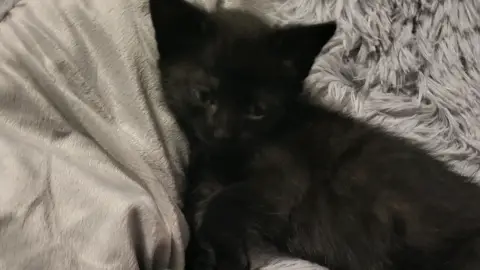 Pet Sister