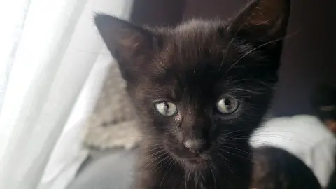 Pet Sister photo 2