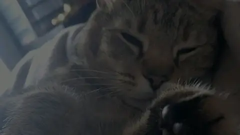 Visite de chats photo 2
