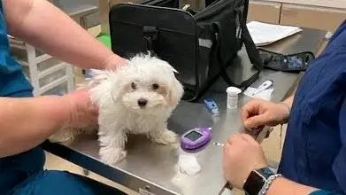 Livraison de chien à domicile