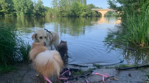 Garde d’animaux et promenade