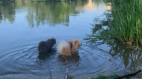 Garde d’animaux et promenade photo 3