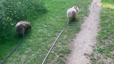 Garde d’animaux et promenade photo 2