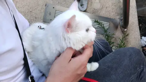 Gardiennage d'animaux