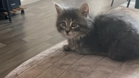 Promenade animaux