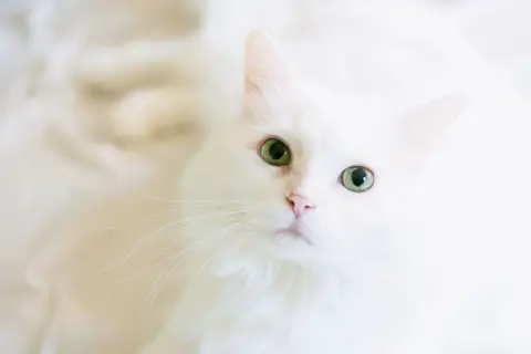 Pension Familiale pour Chats