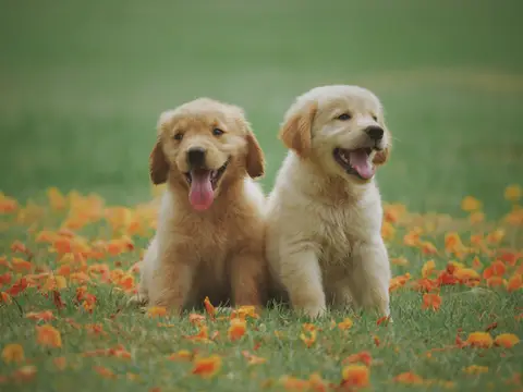 Crèche de Jour pour Chiens Sociables