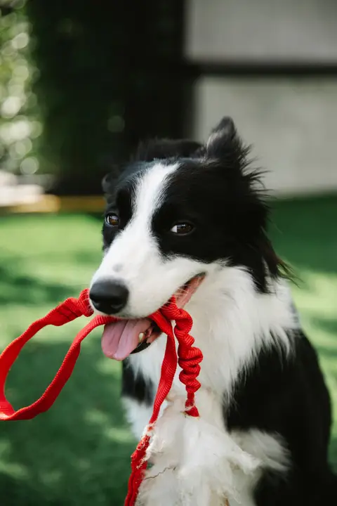Bilan Comportemental Canin/Félin