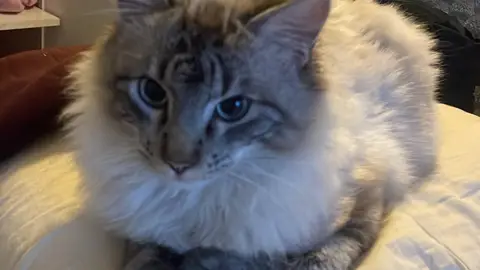Chat Siamois- Kiri 🐈