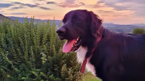 Confie adorable chien 3 ans