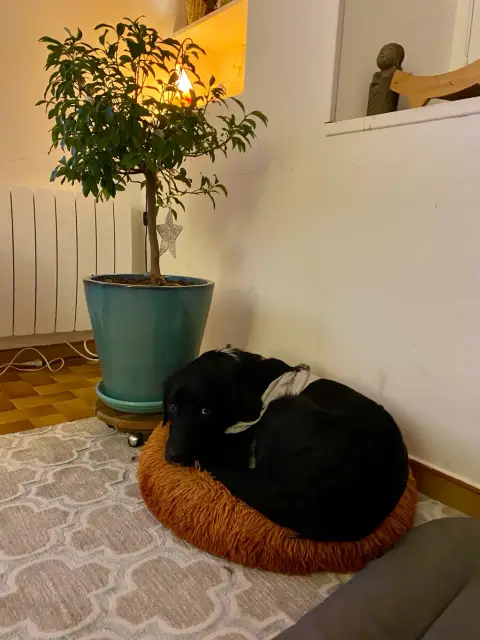 Confie adorable chien photo 5
