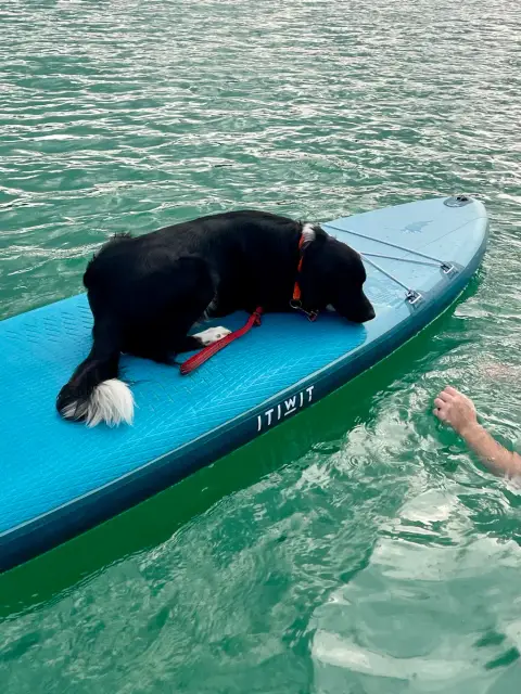 Confie adorable chien photo 3
