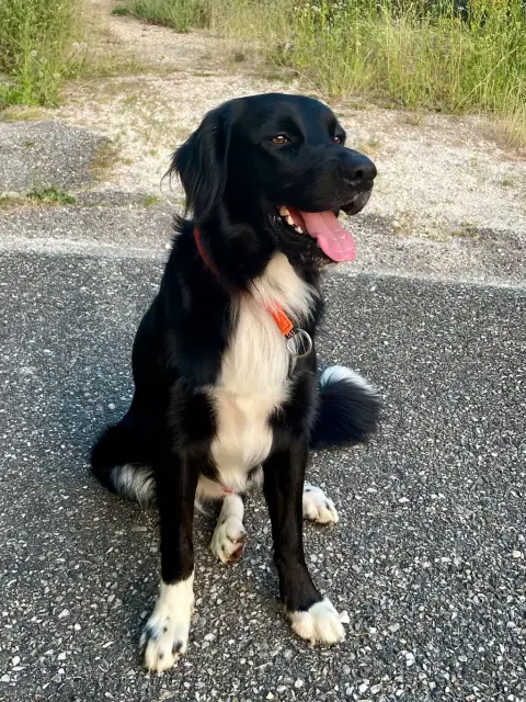Confie adorable chien photo 2