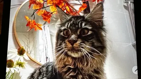 Chat Maine Coon photo 2