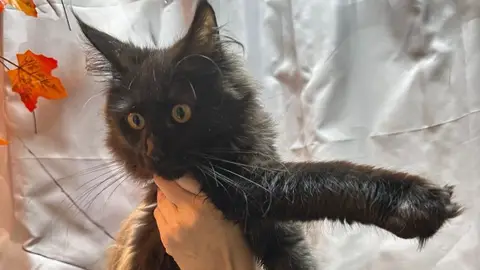 Chat Maine Coon