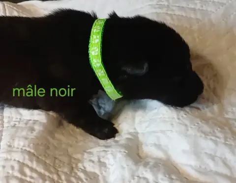Chiots Malinois loft photo 4