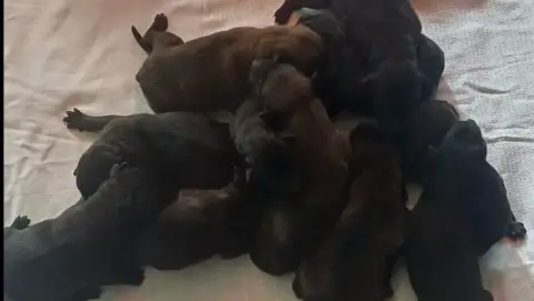 Chiots Malinois loft