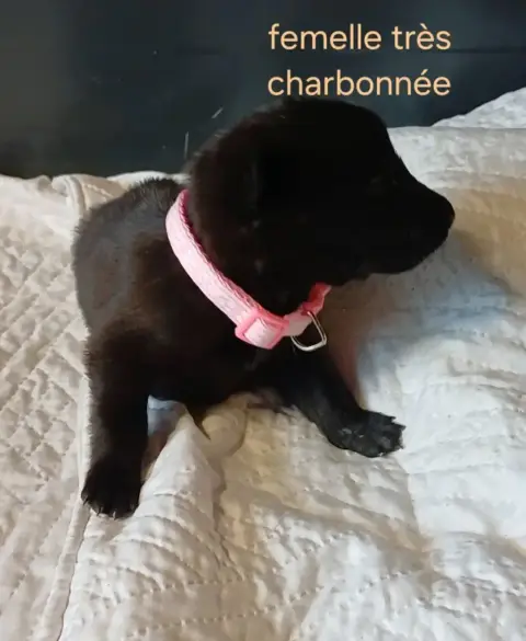 Chiots Malinois loft photo 3