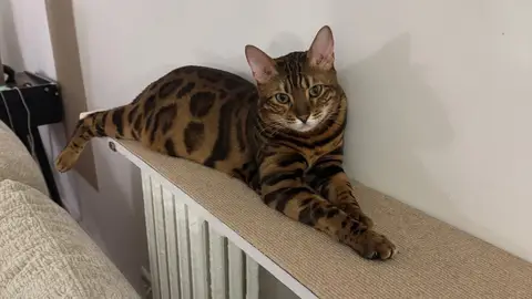 Bengal