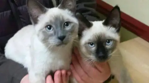 Chatons siamois mâle et femelle à donner