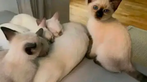 Don chatons siamois